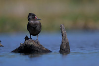 Freckled Duck