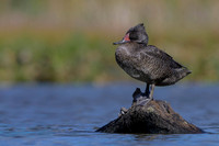 Freckled Duck