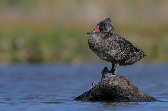 Freckled Duck