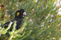 Yellow-tailed Black Cockatoo