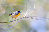 Spotted Pardalote