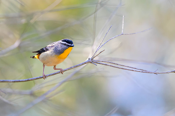 Spotted Pardalote