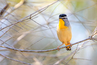 Spotted Pardalote