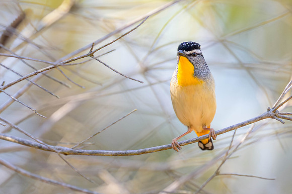Spotted Pardalote