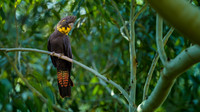 Glossy Black Cockatoo