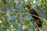 Glossy Black Cockatoo