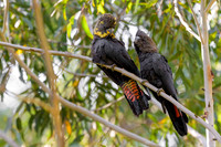 Glossy Black Cockatoo