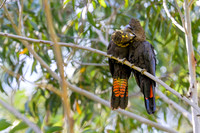 Glossy Black Cockatoo