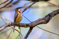 Eastern Spinebill