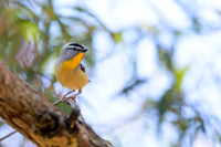 Spotted Pardalote