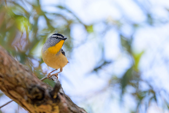 Spotted Pardalote