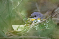 Eastern Yellow Robin