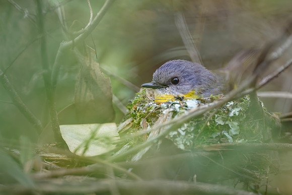 Eastern Yellow Robin