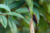 Buff-tailed Coronet