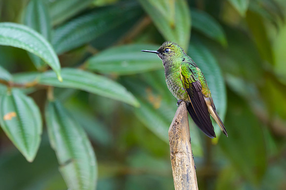 Buff-tailed Coronet