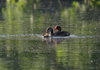 Red-crested Pochard