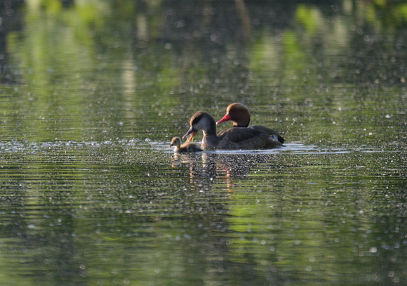Red-crested Pochard