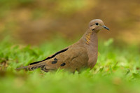Eared Dove