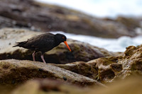 Sooty Oystercatcher