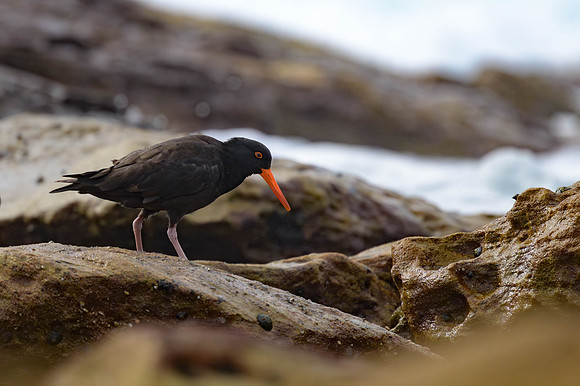 Sooty Oystercatcher