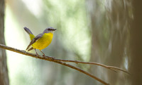 Eastern Yellow Robin