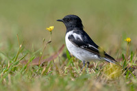 Hooded Robin