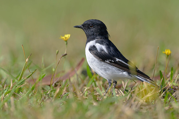 Hooded Robin
