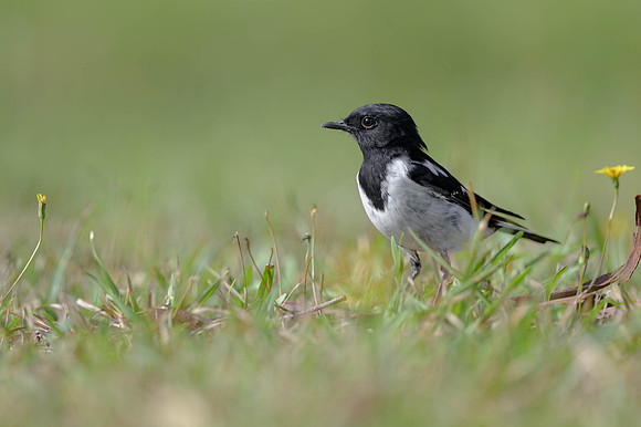 Hooded Robin