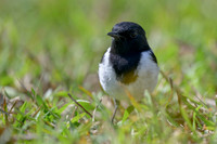 Hooded Robin