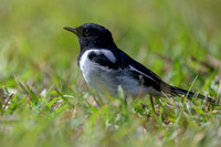 Hooded Robin