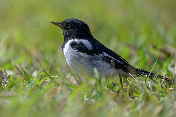 Hooded Robin