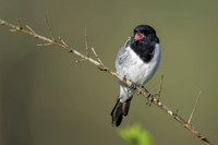 Hooded Robin