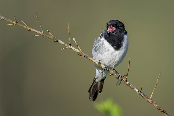 Hooded Robin