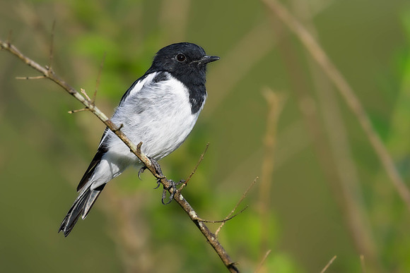 Hooded Robin