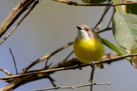 White-throated Gerygone