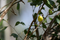 White-throated Gerygone