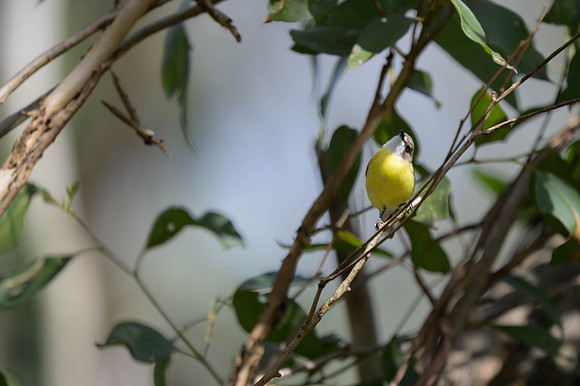 White-throated Gerygone