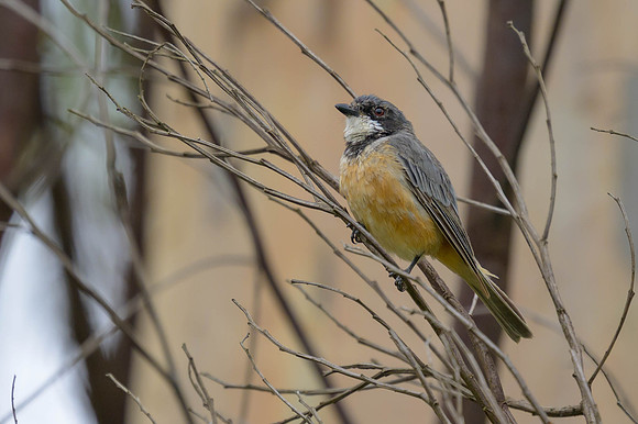 Rufous Whistler