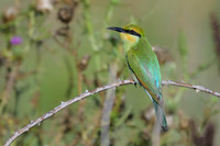 Rainbow Beeeater