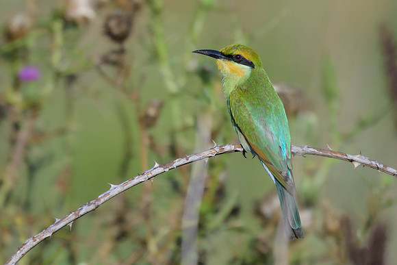 Rainbow Beeeater