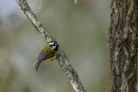 Eastern Shrike-tit