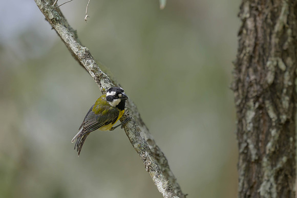 Eastern Shrike-tit
