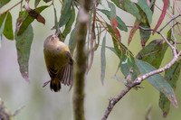 Weebill