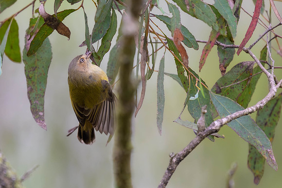 Weebill