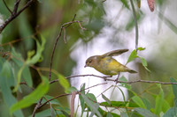 Weebill