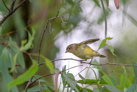 Weebill