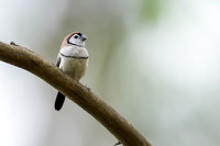 Double-barred Finch