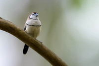 Double-barred Finch