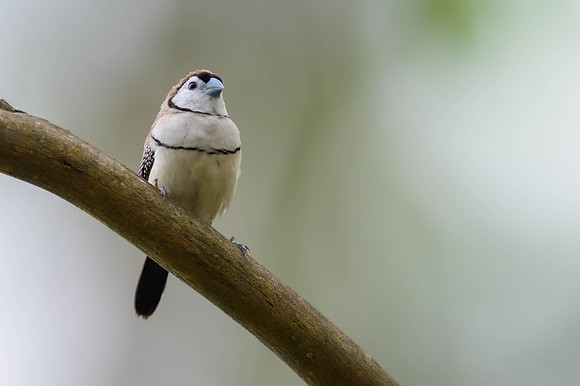 Double-barred Finch