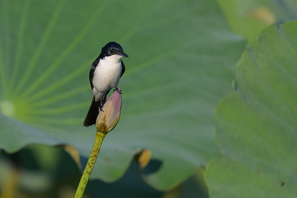 Paperbark Flycatcher